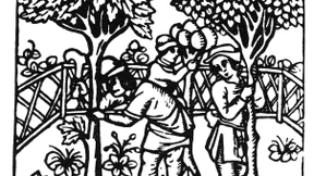 Schon das Mittelalter kannte die Kultur der Pfropfung