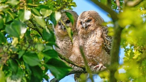 Die große Piep-Show