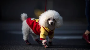 Amazon ist auf den Hund gekommen