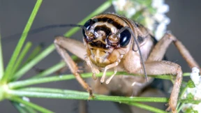 Grillen dürfen ins Gebäck