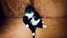 Warum es zu Hause am schönsten ist