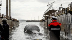 Ein toter Riese im Mittelmeer