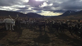 200 verhungerte Rentiere in Spitzbergen gefunden