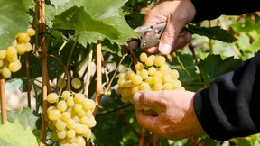 Die beste Ernte seit 20 Jahren