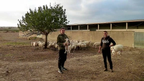 Hirten in Turnschuhen