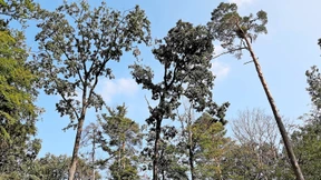 Der Wald verändert sein Gesicht