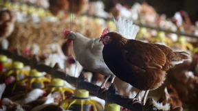 Landesweite Stallpflicht für Geflügel aufgehoben