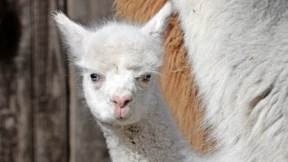 Es kribbelt und es knistert