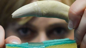 Echsen, Elfenbein und Crystal Meth