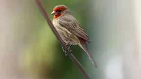 Zigarettenstummel schützen vor Parasiten