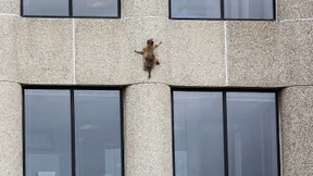 Waschbär klettert auf Hochhaus