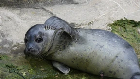 Paradebeispiel fürs Lorenz'sche Kindchenschema