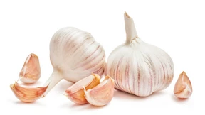 Die Knolle der Hundertjährigen