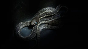 Die Schlangenflüsterin von Eswatini