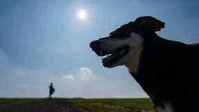 Kann mein Haustier Corona kriegen?