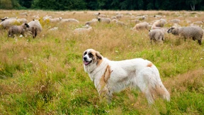 Übertrugen Hunde die Pest?