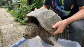Hochwasser schwemmt exotische Schnappschildkröte an