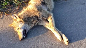 Überfahrener Wolf kam aus Niedersachsen