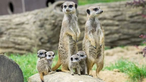 Seniorin will 22 Millionen Dollar an den Kölner Zoo vererben