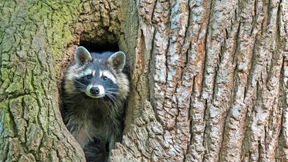 Wie Waschbären die Artenvielfalt bedrohen