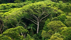 Wissenswertes über die „grüne Lunge“ der Erde