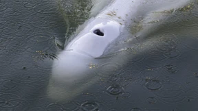 24 Taucher wollen 800 Kilo schweren Belugawal retten