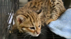 Indonesien greift gegen Schmuggel durch