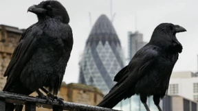 Den Tag nicht vor dem Raben loben