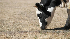 Getrocknetes Gras gesucht