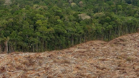 Die Wälder wieder aufforsten – geht das?