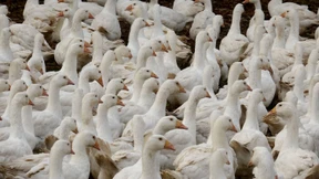 Geflügelpest breitet sich aus