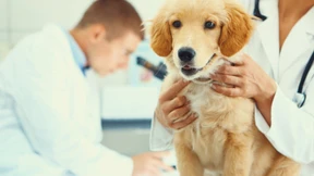 Tiergesundheit als Zukunftsmarkt?