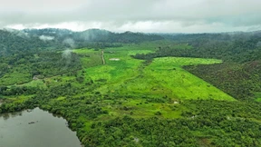 125 Milliarden Dollar für die Tropenwälder
