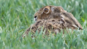 Zahl der Feldhasen in Rheinland-Pfalz scheint stabil