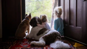 Was man als Familie bei Haustieren beachten muss