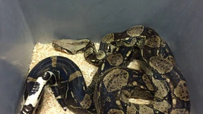 Mit der Boa um den Hals durch Düsseldorf