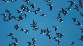 Gans schnell weg nach Sibirien 