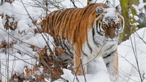Sorge um Amur-Tiger wegen extremer Schneemassen