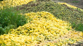 Die Gurken wachsen zu schnell