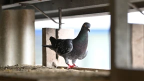 Es geht auch ohne Genickbruch