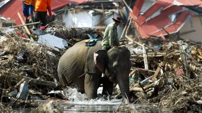 Von Tsunami mitgerissenes Mädchen nach zehn Jahren gefunden