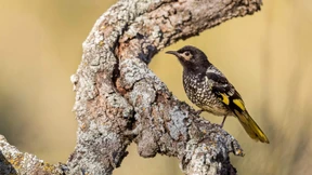 Seltener Vogelgesang stürmt in Australien die Charts