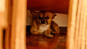 Wie Hunde und Katzen an Silvester ihre Ruhe finden