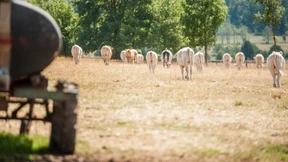 Für Kühe ist der Sommer vorbei