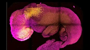 „Das Embryonenschutzgesetz ist ungeeignet“