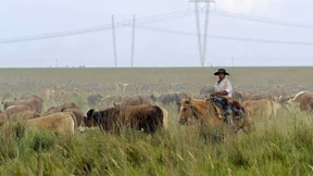 Deutsche Autos gegen argentinisches Rindersteak