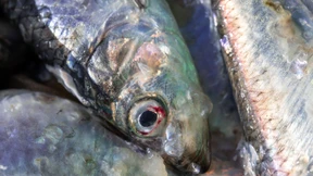 Gezielter Fang von Hering und Dorsch in der Ostsee wird eingeschränkt