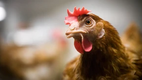 Das Tier als eierlegende Maschine