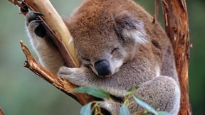 Tierschutzorganisation pflanzt grüne Korridore für Koalas