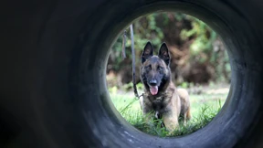 „Er durfte nicht frei rumlaufen“ 